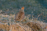 Image. Grey Partridge