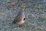Image. Grey Partridge