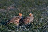 Image. Grey Partridge