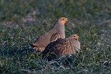 Image. Grey Partridge