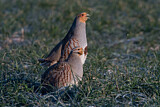Image. Grey Partridge