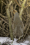 Image. Grey Partridge