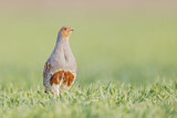 Image. Grey Partridge