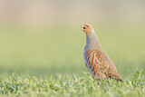 Image. Grey Partridge