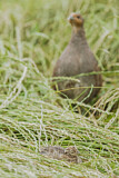 Image. Grey Partridge