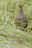 Image. Grey Partridge