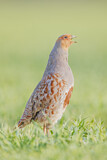 Image. Grey Partridge