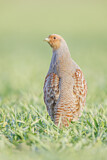 Image. Grey Partridge
