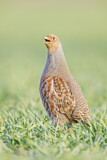 Image. Grey Partridge