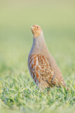Image. Grey Partridge