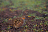 Image. Grey Partridge