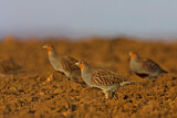 Image. Grey Partridge