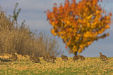 Image. Grey Partridge