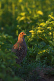 Image. Grey Partridge