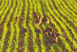 Image. Grey Partridge