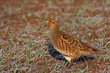 Image. Grey Partridge