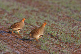 Image. Grey Partridge
