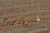 Image. Grey Partridge