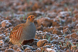 Image. Grey Partridge