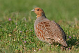 Image. Grey Partridge