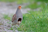 Image. Grey Partridge