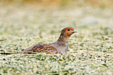 Image. Grey Partridge