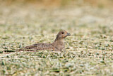 Image. Grey Partridge
