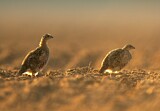 Image. Grey Partridge