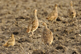 Image. Grey Partridge