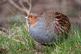 Image. Grey Partridge