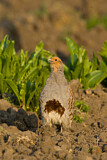 Image. Grey Partridge