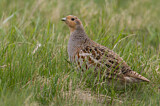 Image. Grey Partridge