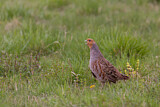 Image. Grey Partridge