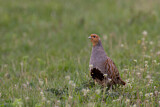 Image. Grey Partridge