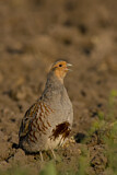Image. Grey Partridge