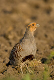 Image. Grey Partridge