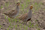 Image. Grey Partridge