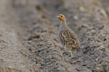 Image. Grey Partridge