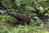 Image. Grey Peacock-Pheasant