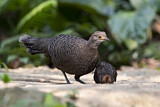 Image. Grey Peacock-Pheasant