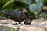 Image. Grey Peacock-Pheasant
