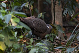 Image. Grey Peacock-Pheasant
