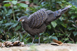 Image. Grey Peacock-Pheasant