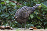 Image. Grey Peacock-Pheasant