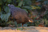 Image. Grey Peacock-Pheasant