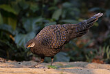 Image. Grey Peacock-Pheasant