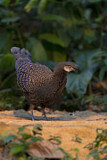 Image. Grey Peacock-Pheasant