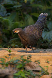 Image. Grey Peacock-Pheasant