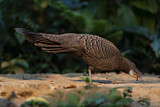 Image. Grey Peacock-Pheasant