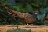 Image. Grey Peacock-Pheasant